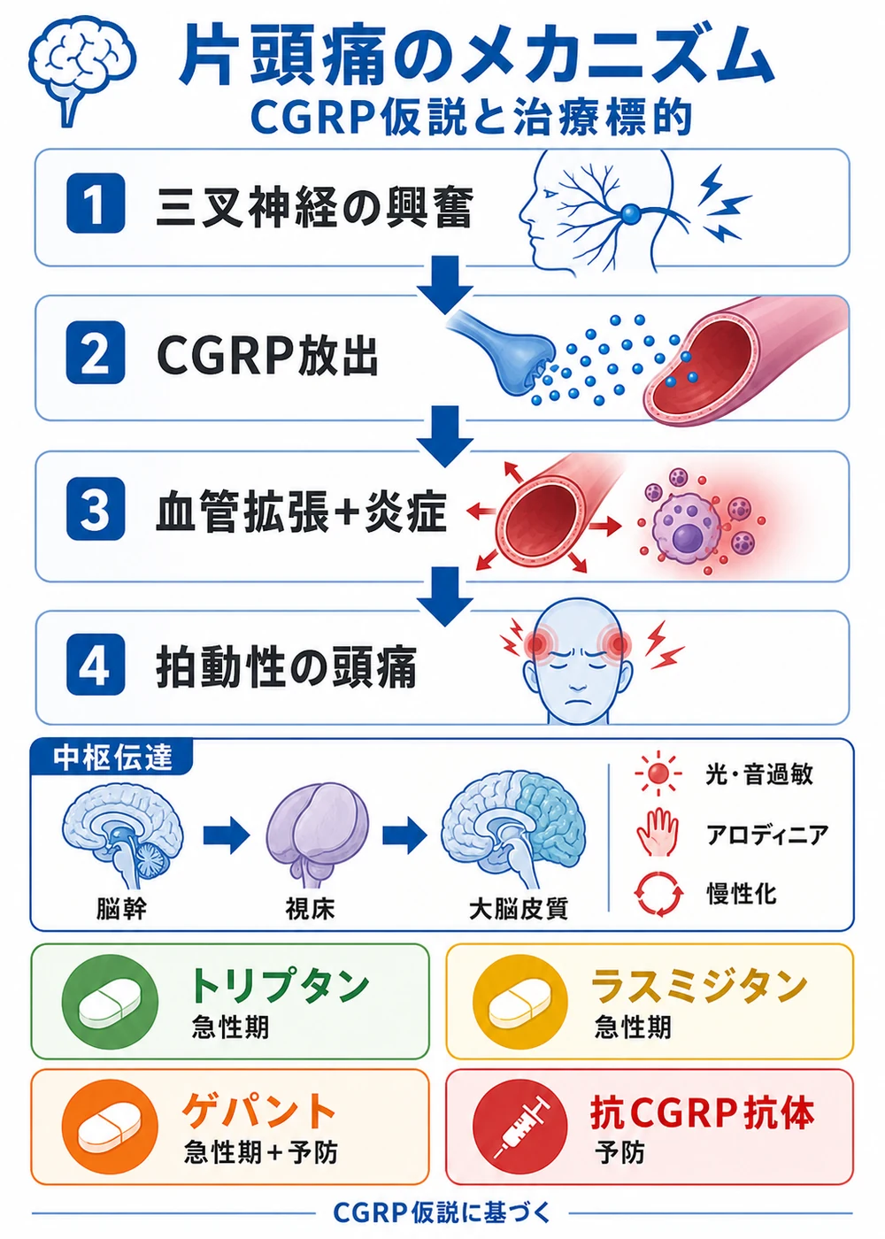 片頭痛のメカニズムとCGRP関連薬の治療標的